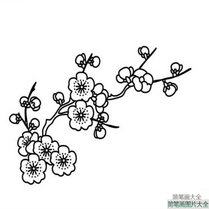 花朵简笔画_梅花简笔画图片