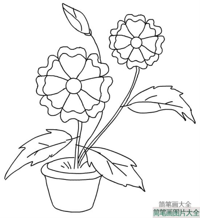 花朵简笔画大全_太空花简笔画  第1张