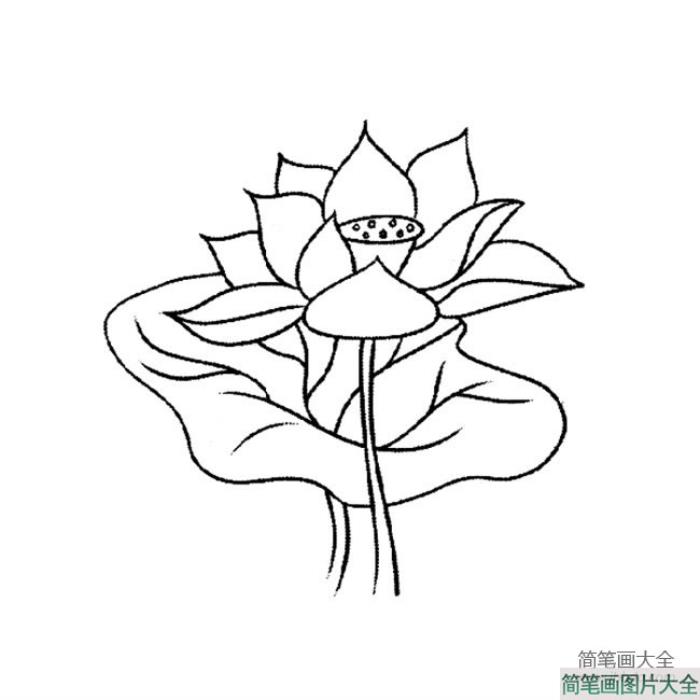 花朵简笔画_荷花简笔画大全  第1张