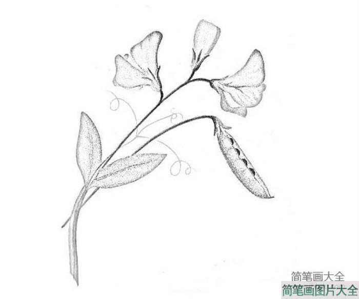 花朵简笔画大全_豌豆花简笔画  第1张