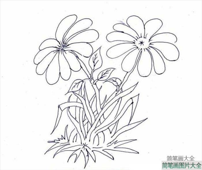 花朵简笔画大全_菊花简笔画  第3张