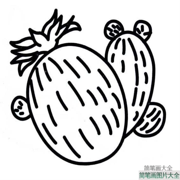 植物简笔画大全_仙人球简笔画图片