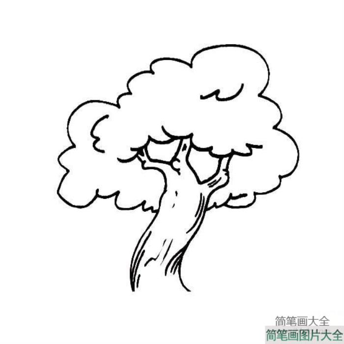 植物简笔画大全_大树简笔画图片