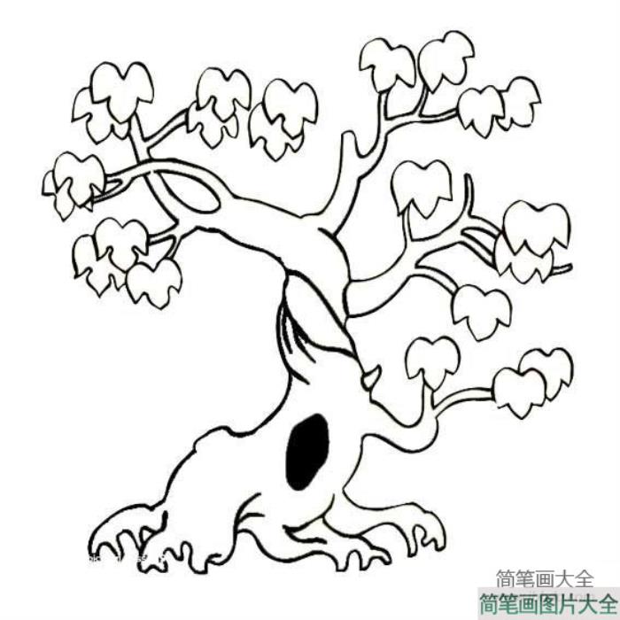 植物简笔画大全_两张好看的枫树简笔画