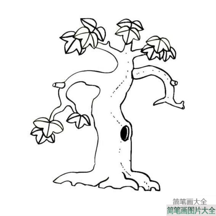 植物简笔画大全_两张好看的枫树简笔画  第2张