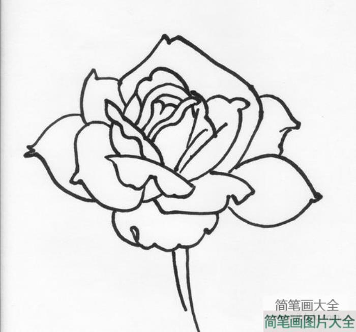 月季花简笔画画法  第1张