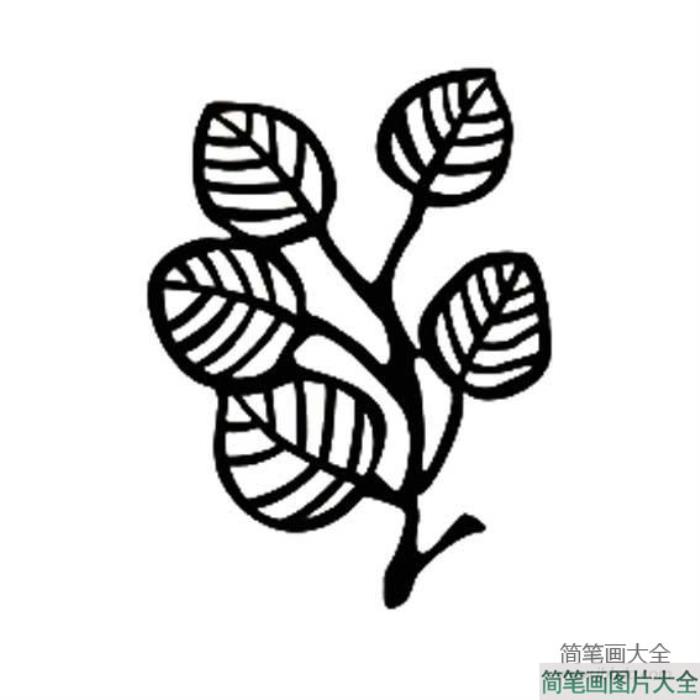 各种形状树叶的简笔画