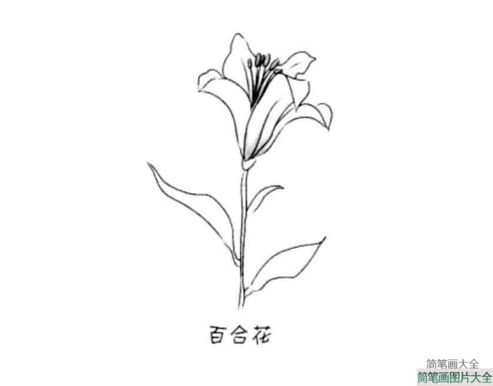 花朵简笔画大全_百合花  第1张