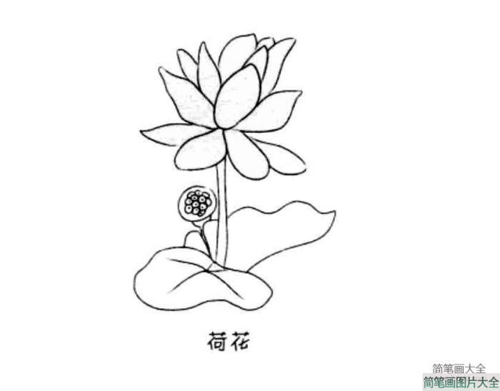 花朵简笔画大全_荷花  第1张