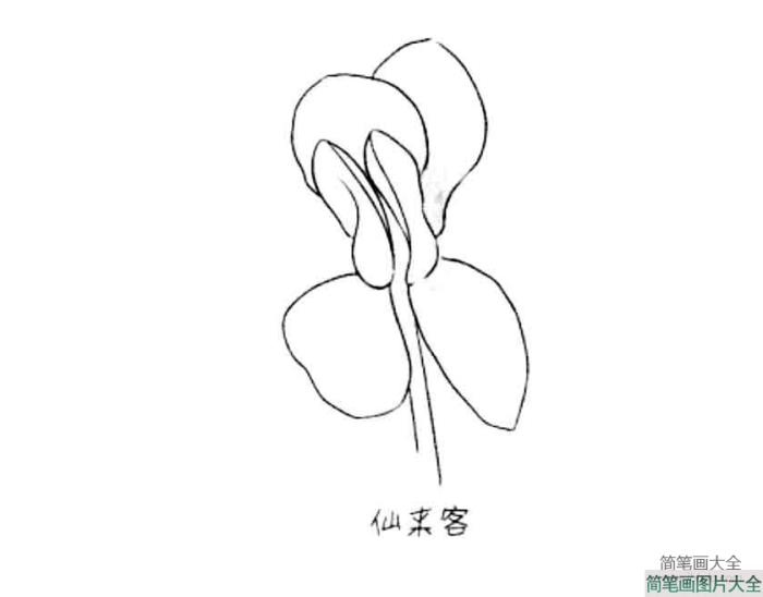 花朵简笔画大全_仙来客  第1张