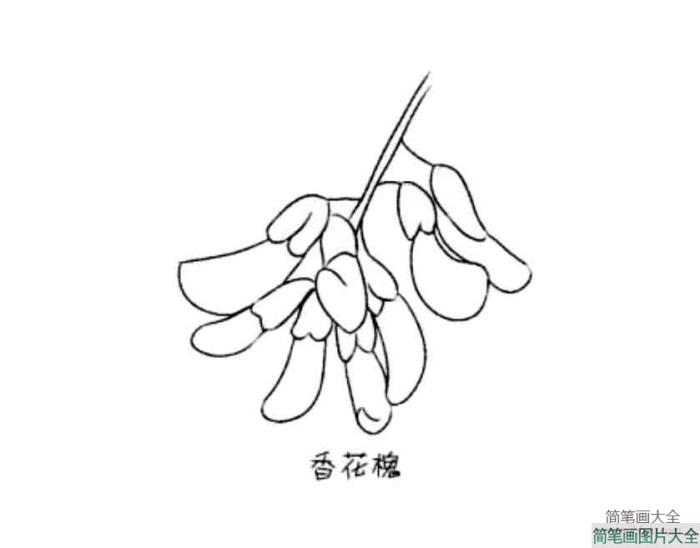 花朵简笔画大全_香花槐  第1张