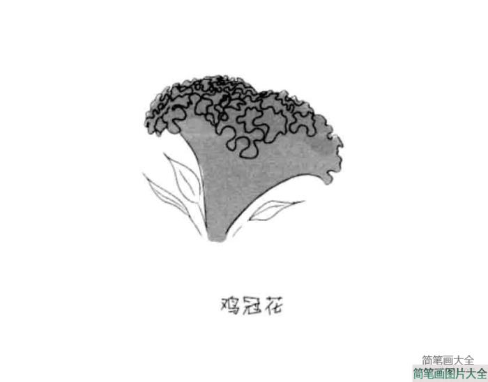 花朵简笔画大全_鸡冠花