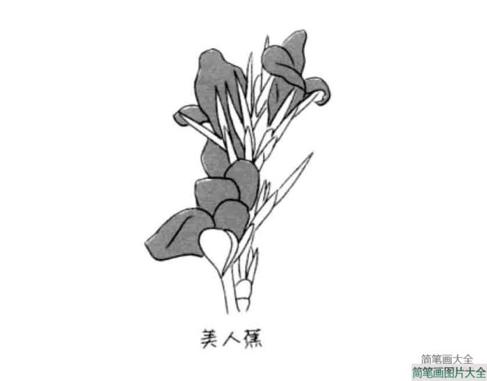 花朵简笔画大全_美人蕉