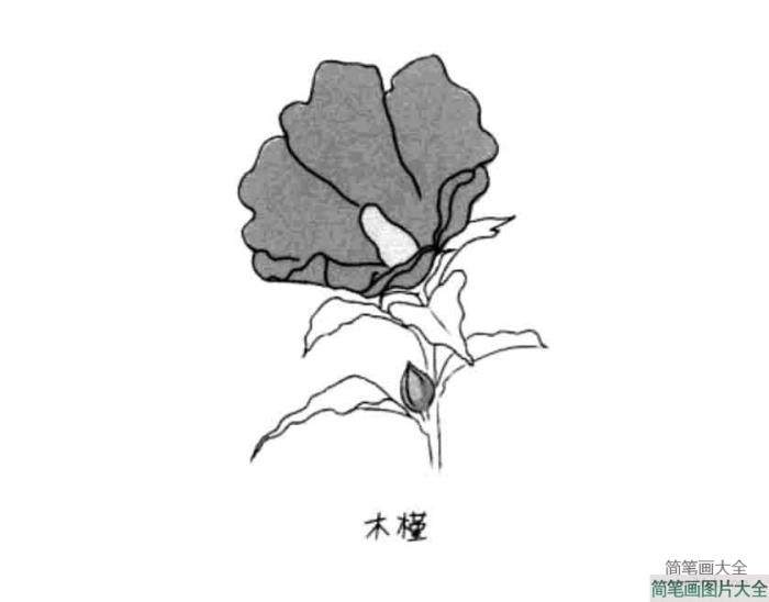 花朵简笔画大全_木槿