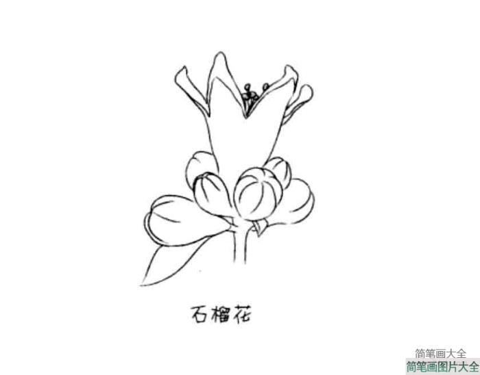 花朵简笔画大全_石榴花