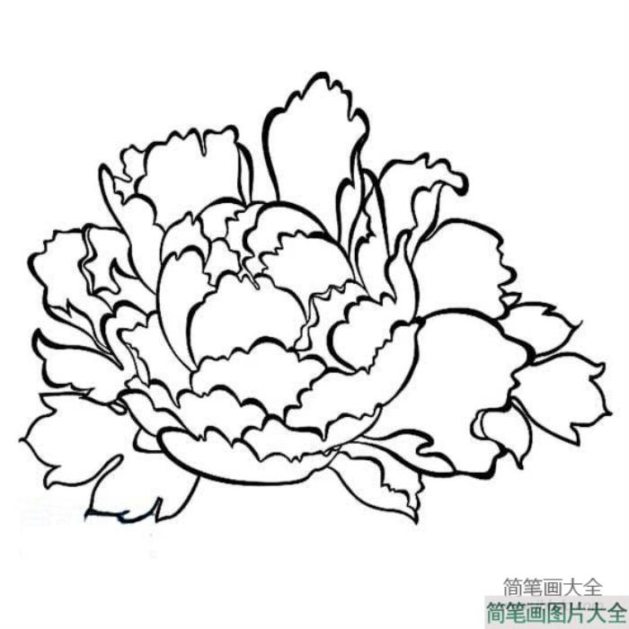 儿童花朵简笔画_牡丹花