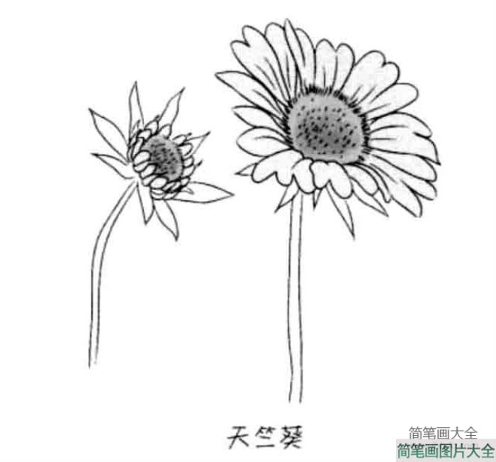 儿童花朵简笔画天竺葵  第1张