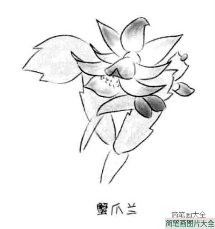 儿童花朵简笔画蟹抓兰  第1张