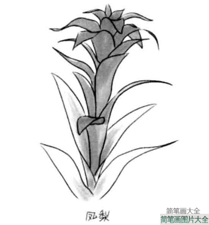 儿童花朵简笔画凤梨花  第1张