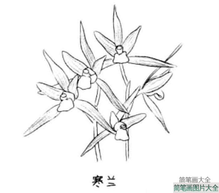 儿童花朵简笔画寒兰  第1张