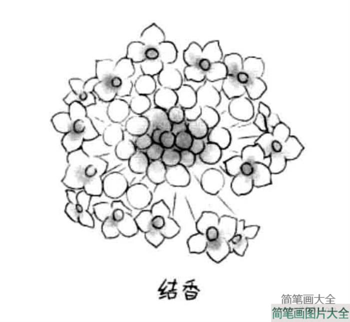 儿童花朵简笔画结香花  第1张