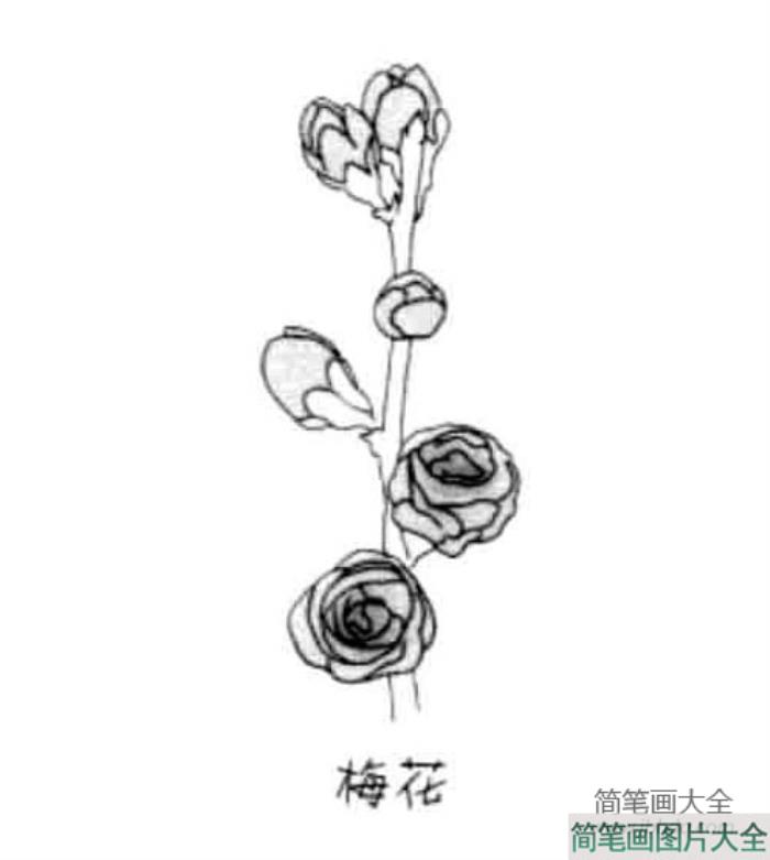 儿童花朵简笔画梅花