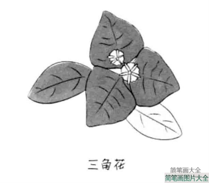 儿童花朵简笔画三角花  第1张