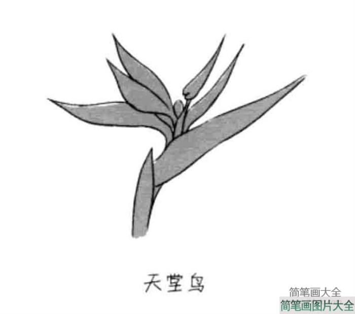 儿童花朵简笔画天堂鸟  第1张