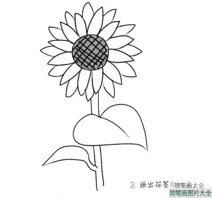 儿童花朵简笔画向日葵  第3张