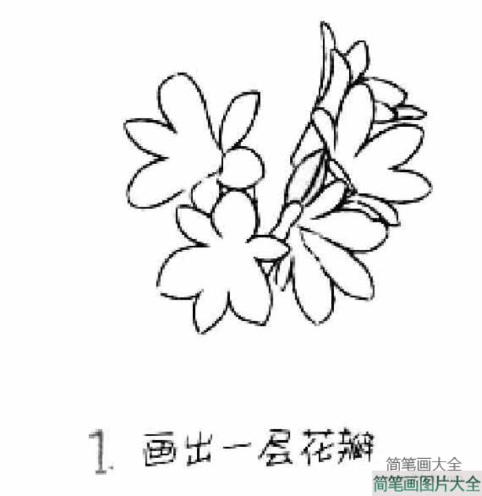 儿童花朵简笔画君子兰