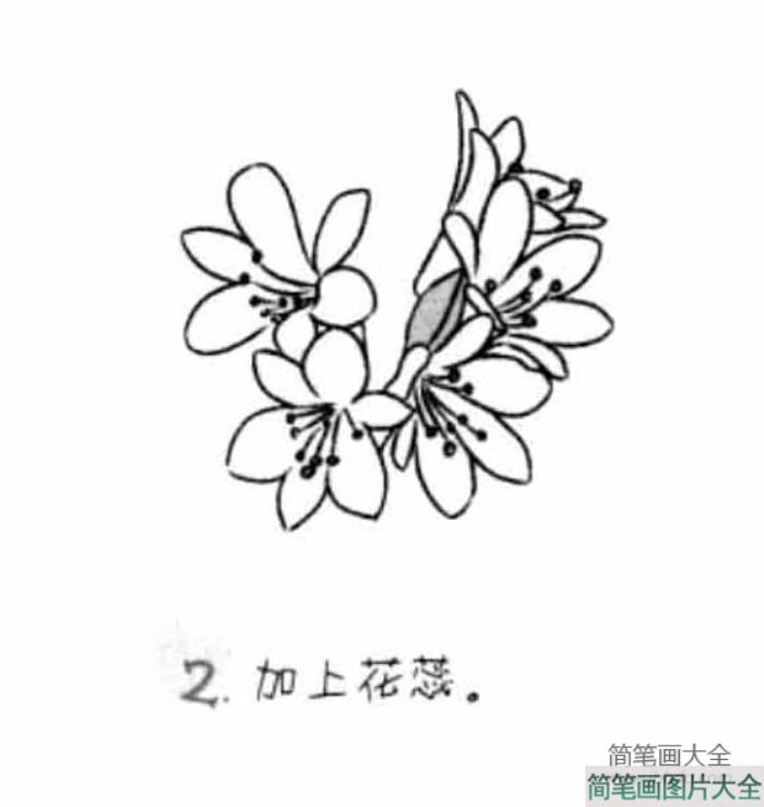 儿童花朵简笔画君子兰  第2张