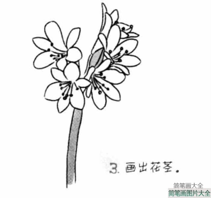 儿童花朵简笔画君子兰  第3张