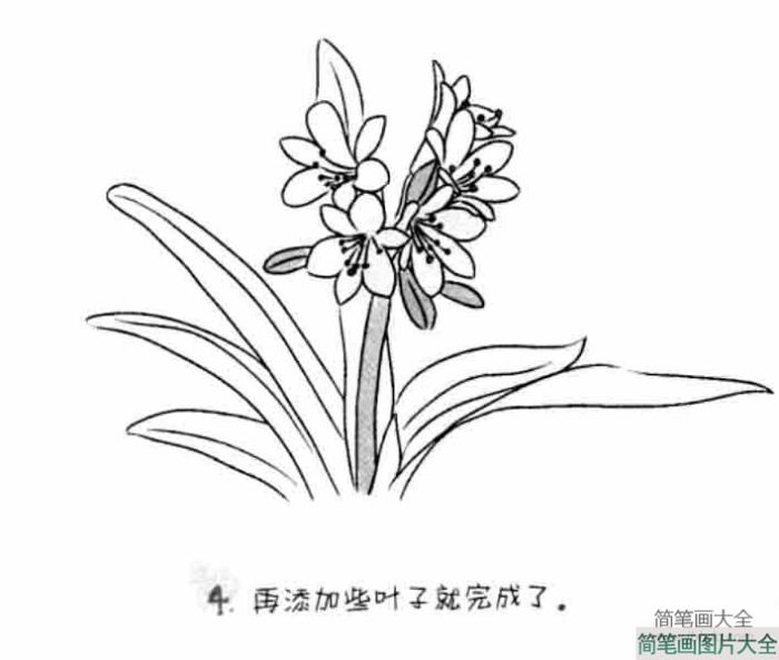 儿童花朵简笔画君子兰  第4张