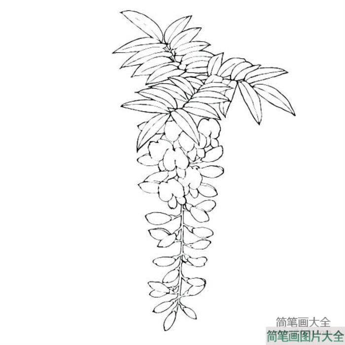 紫藤花简笔画图片  第1张