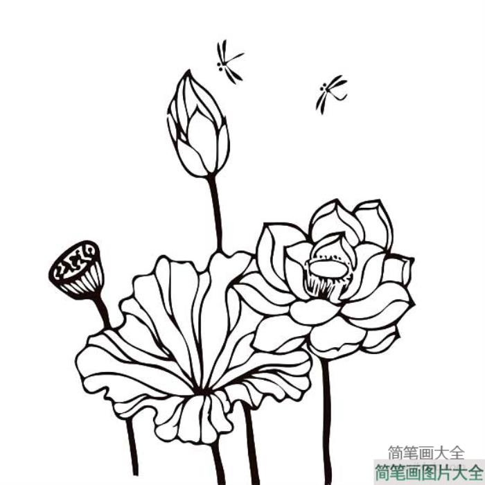 关于荷花荷叶蜻蜓简笔画