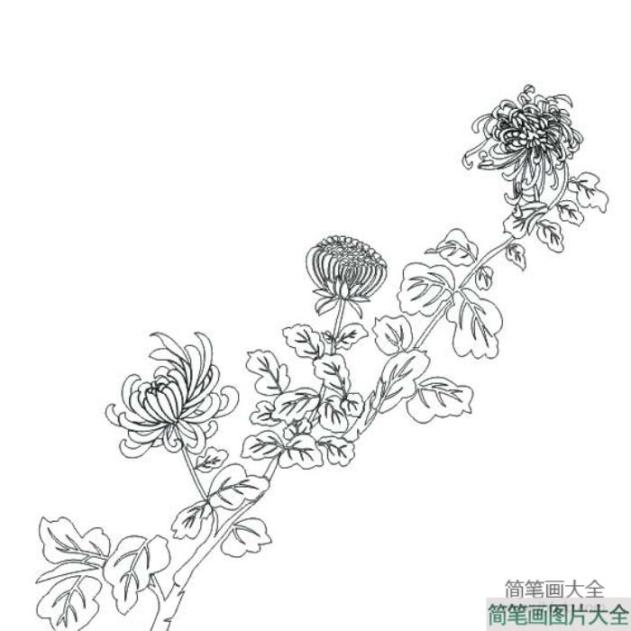 如何画菊花的简笔画图片  第1张