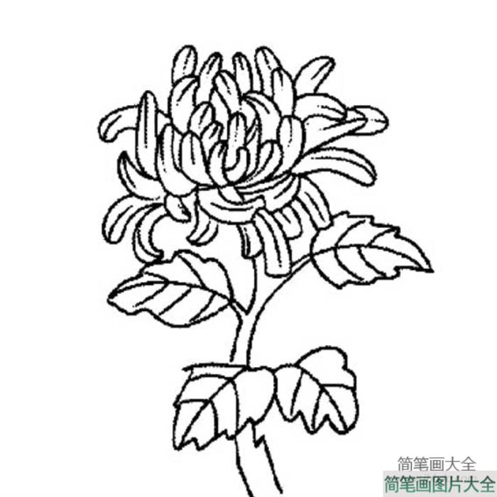 如何画菊花的简笔画图片  第2张