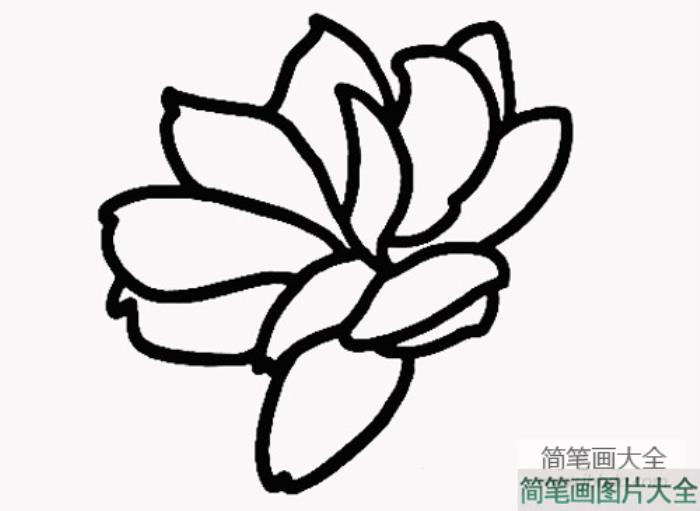 茉莉花简笔画画法