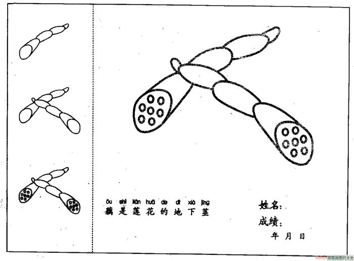 藕简笔画