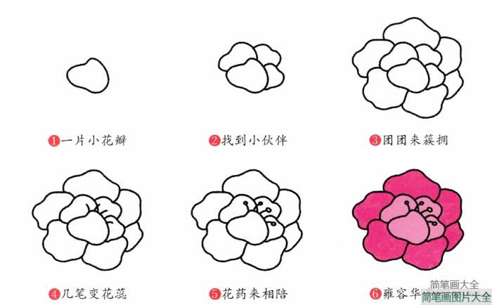 牡丹花简笔画画法  第2张