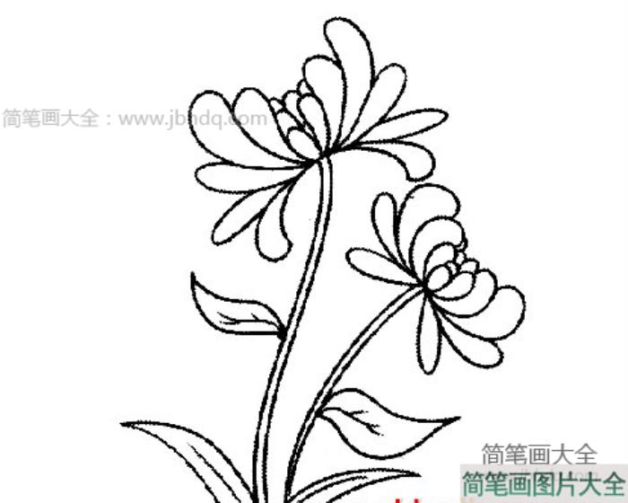 重阳节菊花简笔画  第1张