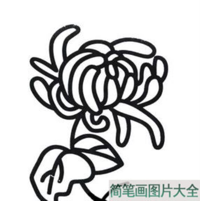 重阳节菊花简笔画  第2张