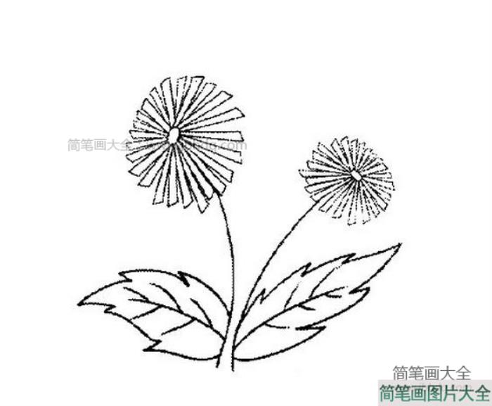 秋天的菊花简笔画  第2张