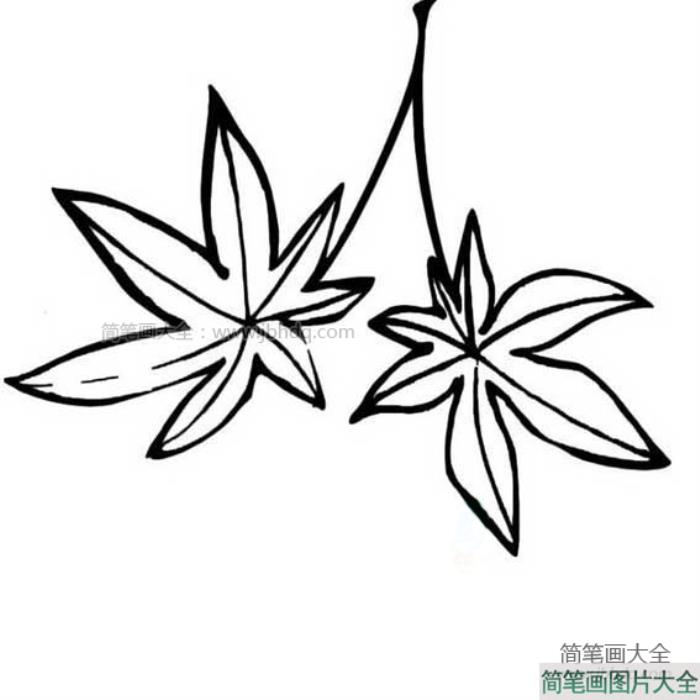 枫叶的简笔画图片  第1张