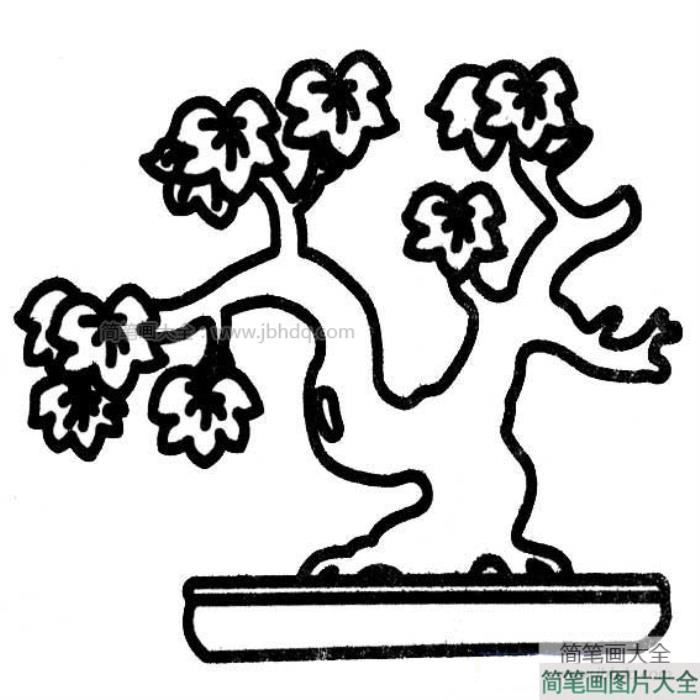 植物盆景简笔画图片  第1张