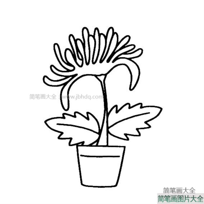 花盆里的花朵简笔画