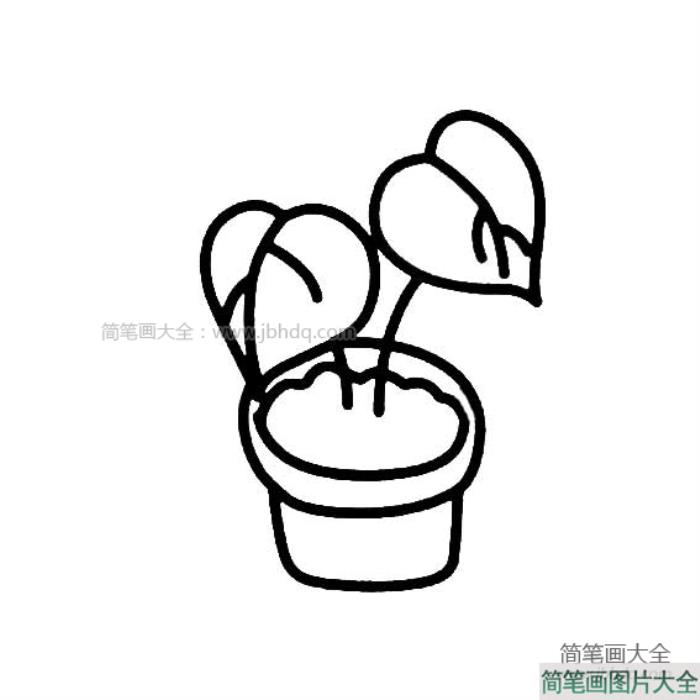 长出叶子的盆栽  第2张