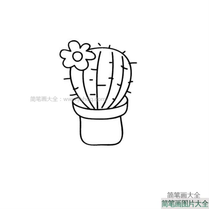 仙人球盆栽简笔画  第3张