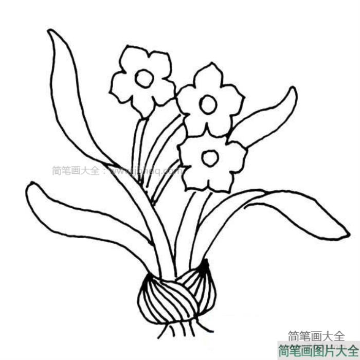 儿童水仙花简笔画  第1张