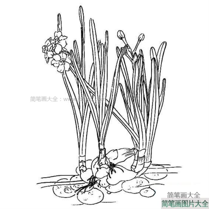 儿童水仙花简笔画  第2张